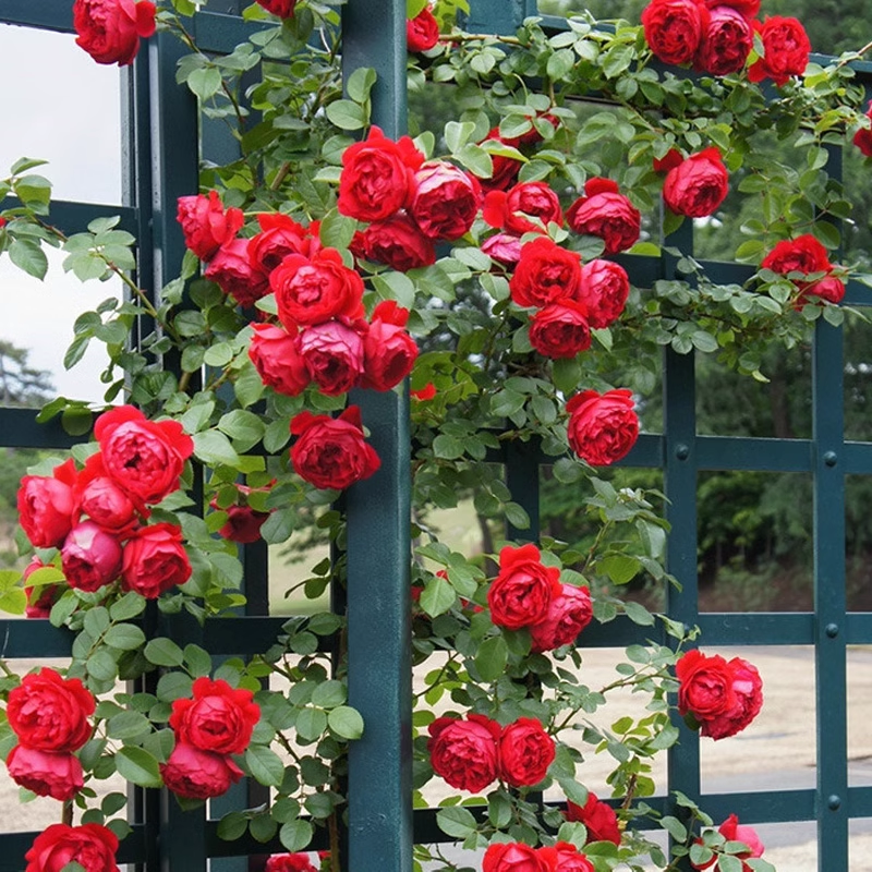 Futórózsa magok🌹