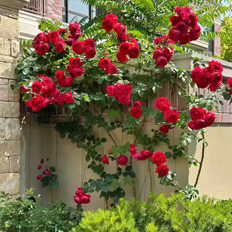 Futórózsa magok🌹