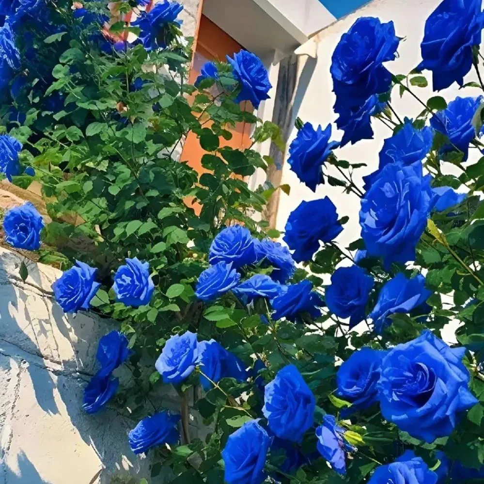 Futórózsa magok🌹