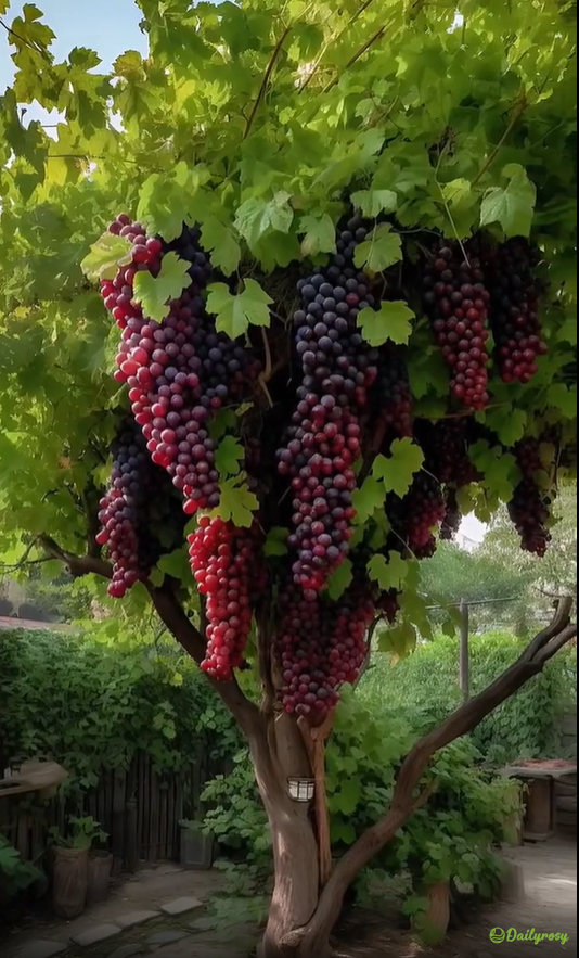 Olbrzymie nasiona winorośli: o cienkiej skórce, duże i bezpestkowe 🍇🌿