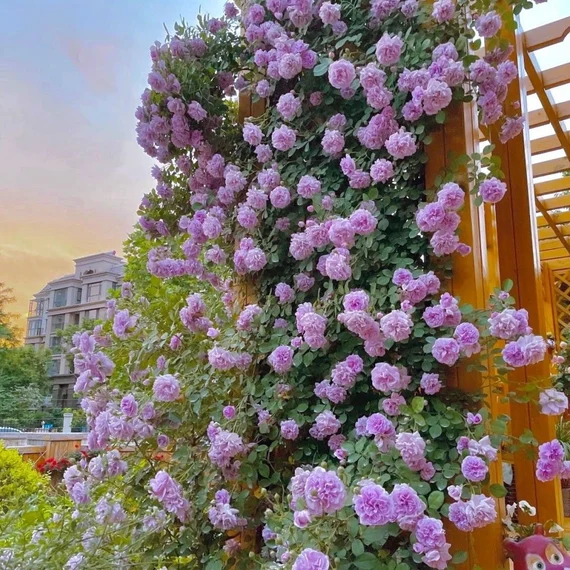 Futórózsa magok🌹
