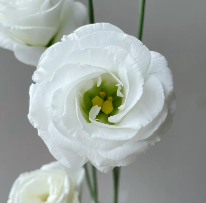 💐Lisianthus – Időtlen szépség, örök szerelem💫
