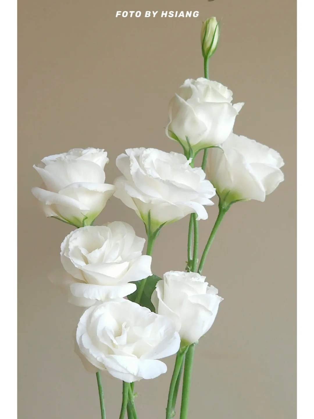 💐Lisianthus – Időtlen szépség, örök szerelem💫