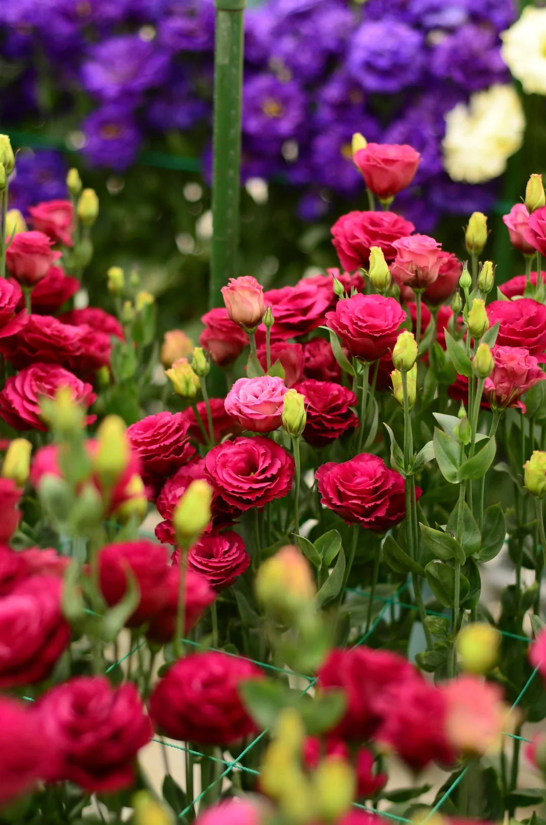 💐Lisianthus – Időtlen szépség, örök szerelem💫
