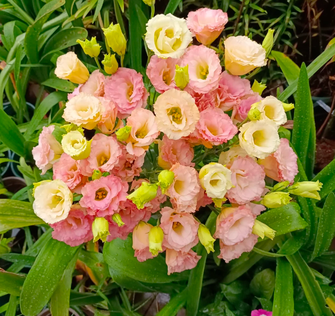 💐Lisianthus – Időtlen szépség, örök szerelem💫
