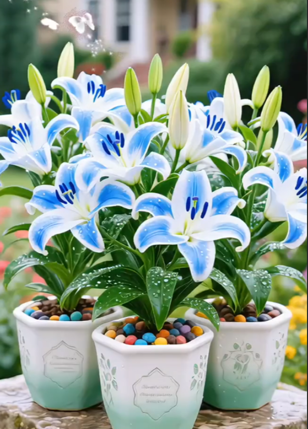 🌺Perfumowane cebulki lilii – świeże i słodkie