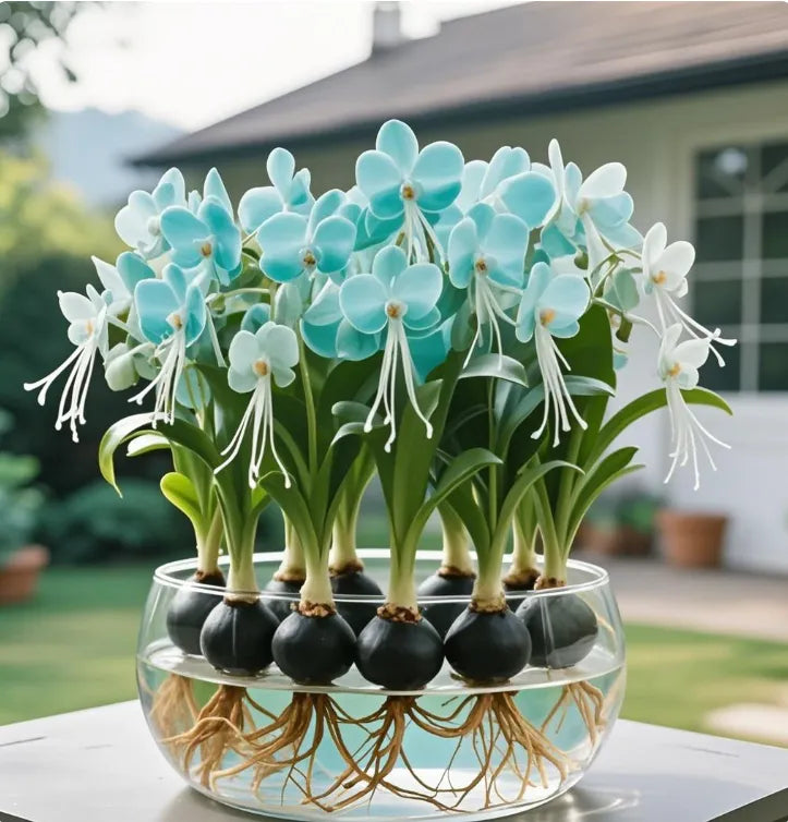 Cebulki kwiatów latarniowych Phalaenopsis