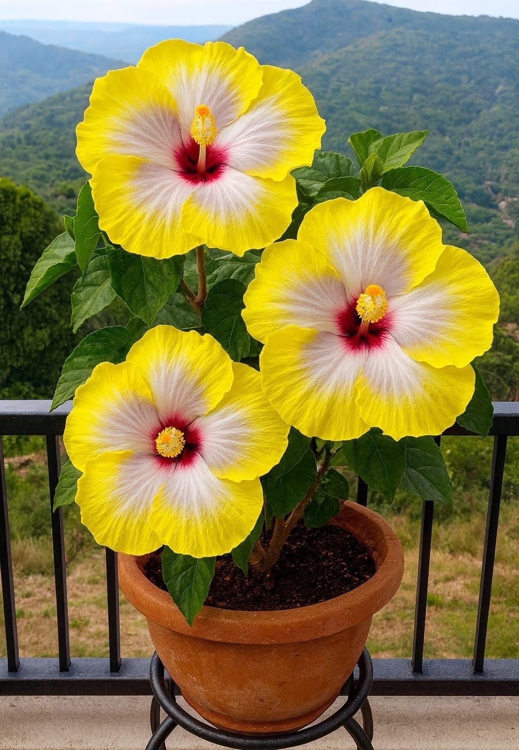 Ritka hibiszkusz hagymák – cserepes, erkély, téli ültetés