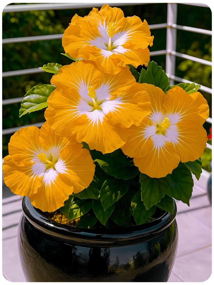Ritka hibiszkusz hagymák – cserepes, erkély, téli ültetés
