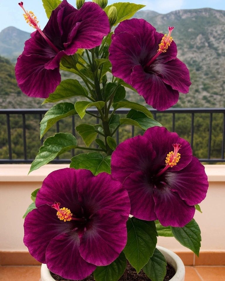 Ritka hibiszkusz hagymák – cserepes, erkély, téli ültetés