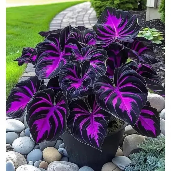 🔥🔥Ostatni dzień wyprzedaży🔥Nasiona rzadkiej funkii premium🌿Roślina odporna na cień