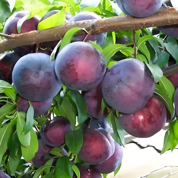 🍑 Öröklött fajtákból származó, genetikailag nem módosított oltott szilvamagok