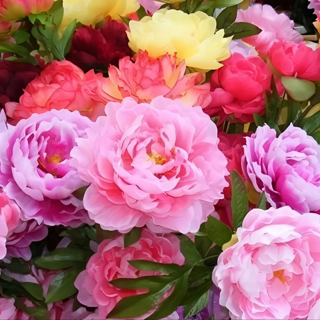 🌸 Duplán kúszó bazsarózsa, fagytűrő kerti évelő beltéri és kültéri szépségápolásra