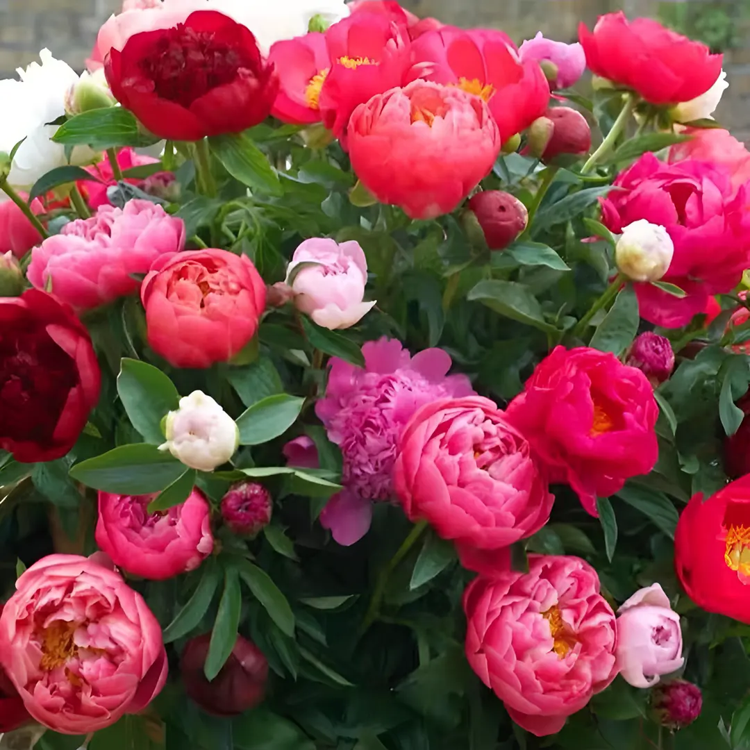 🌸 Duplán kúszó bazsarózsa, fagytűrő kerti évelő beltéri és kültéri szépségápolásra