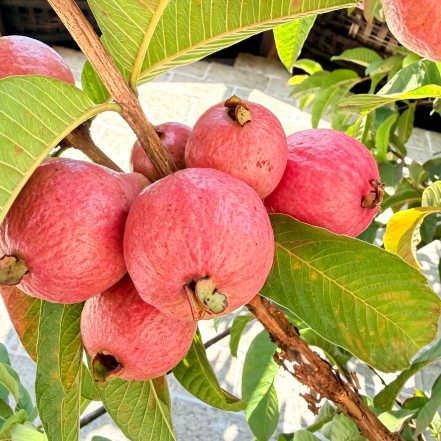 🥂Rouge Guava otthoni termesztőkészlet❄️