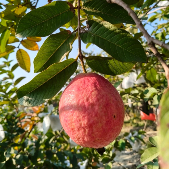 🥂Rouge Guava otthoni termesztőkészlet❄️