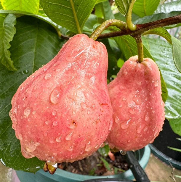 🥂Rouge Guava otthoni termesztőkészlet❄️