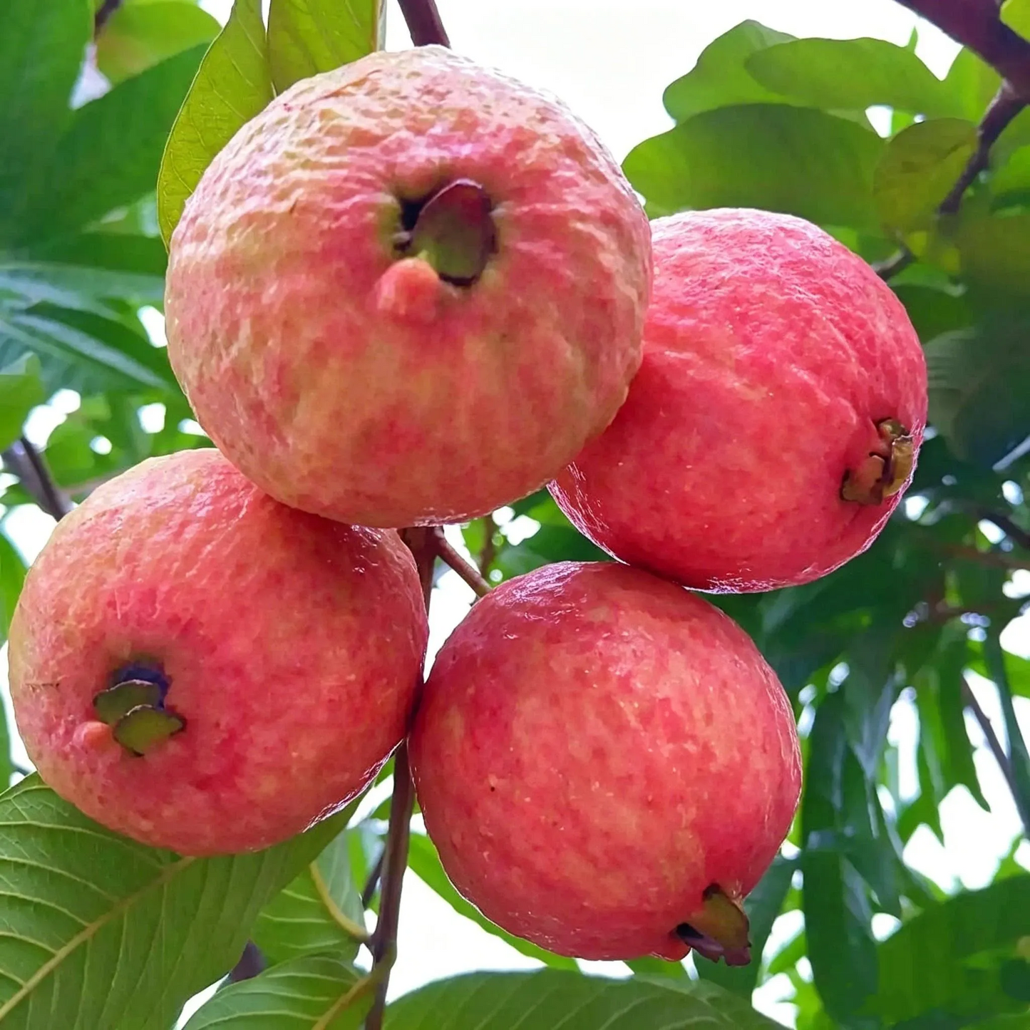 🥂Rouge Guava otthoni termesztőkészlet❄️