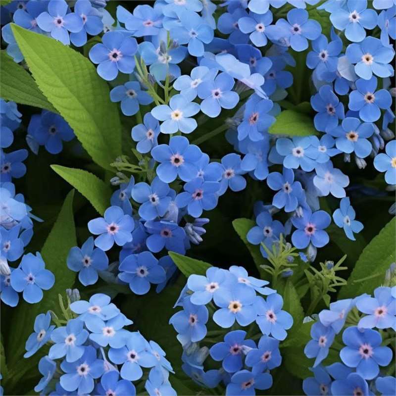 Blue Memory Nefelejcs magok – Minőségileg ellenőrzött Cottage Garden Blooms 🌿💙