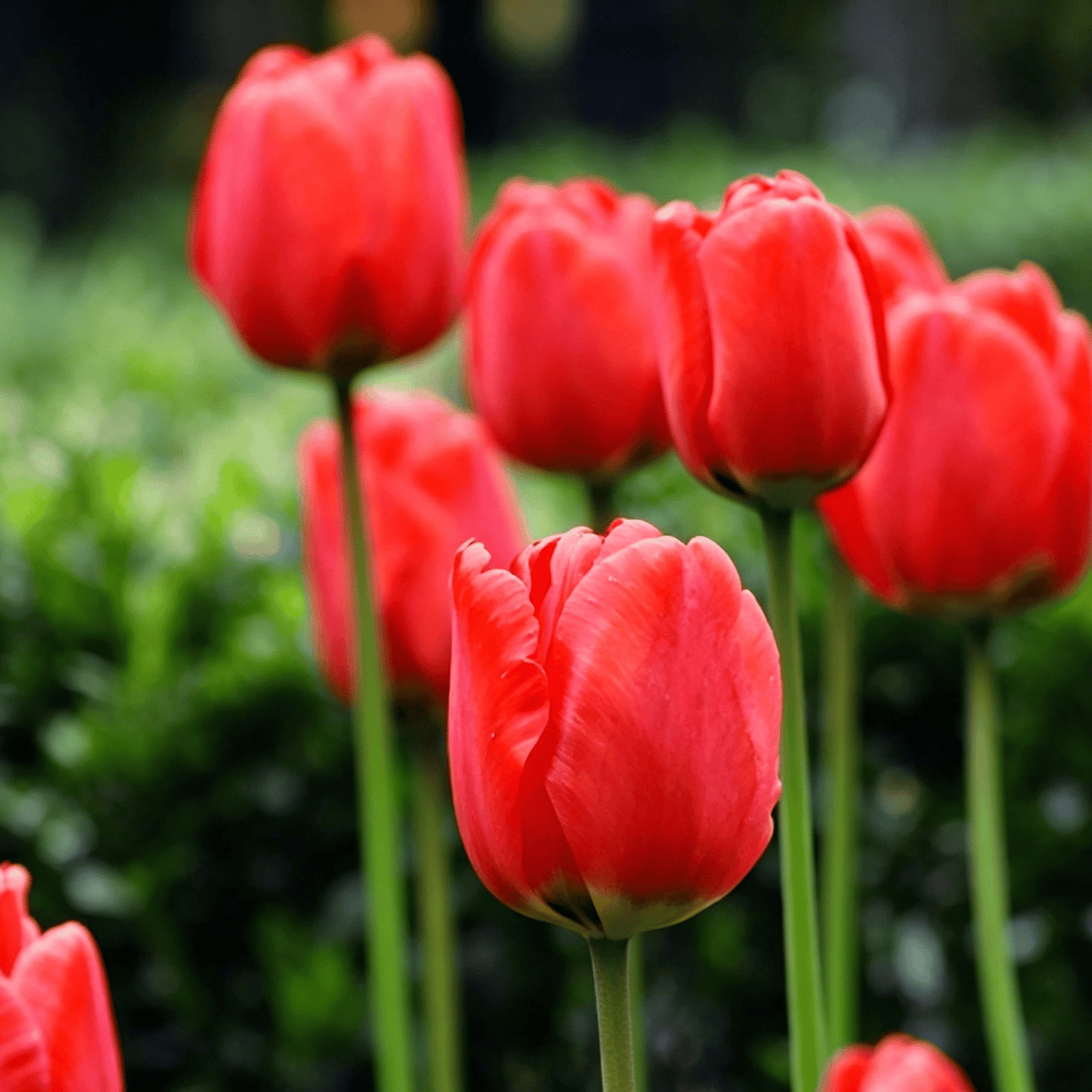 🌷Ritka tulipánmagok – Színes tavaszi virágok cserepekbe, szegélyekbe és kertekbe