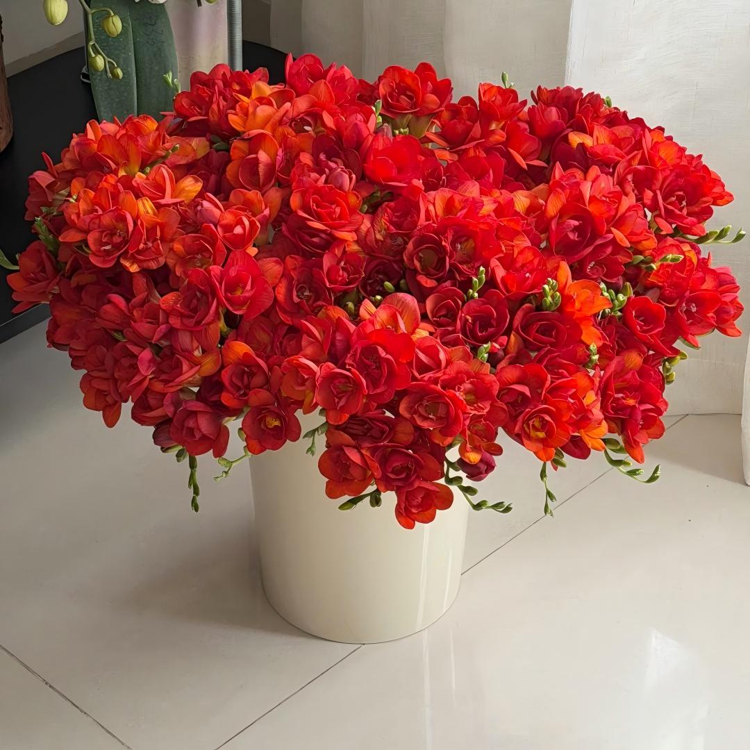 🌷Frézia hagymák - Világhírű illat