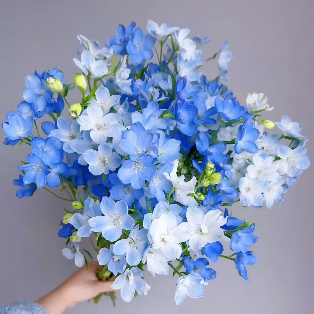 🌷Frézia hagymák - Világhírű illat