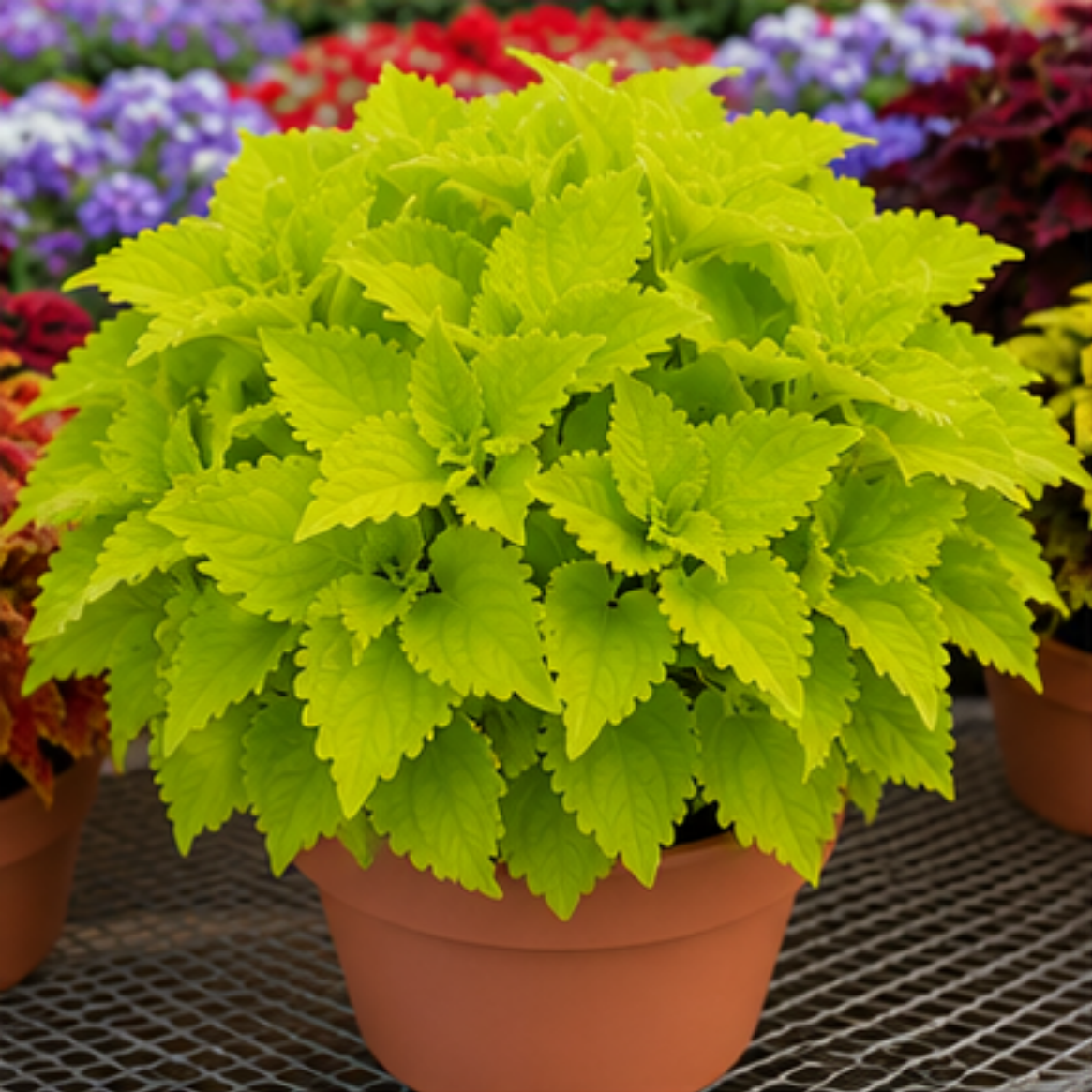 🌿Coleus hagymák🌷 – Töltsd meg kertedet színnel🌈
