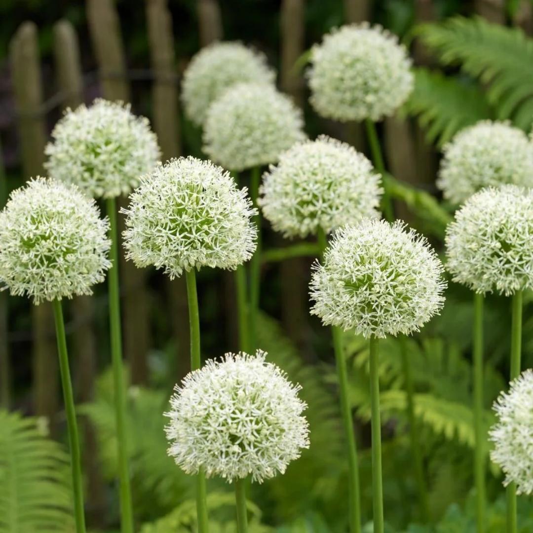 Allium Giganteum díszhagymavirág