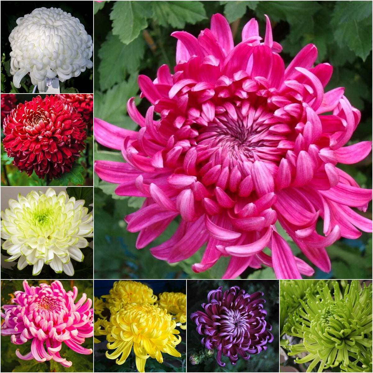 🌺Kwiat Elegancji🌼Gigantyczne Nasiona Chryzantemy