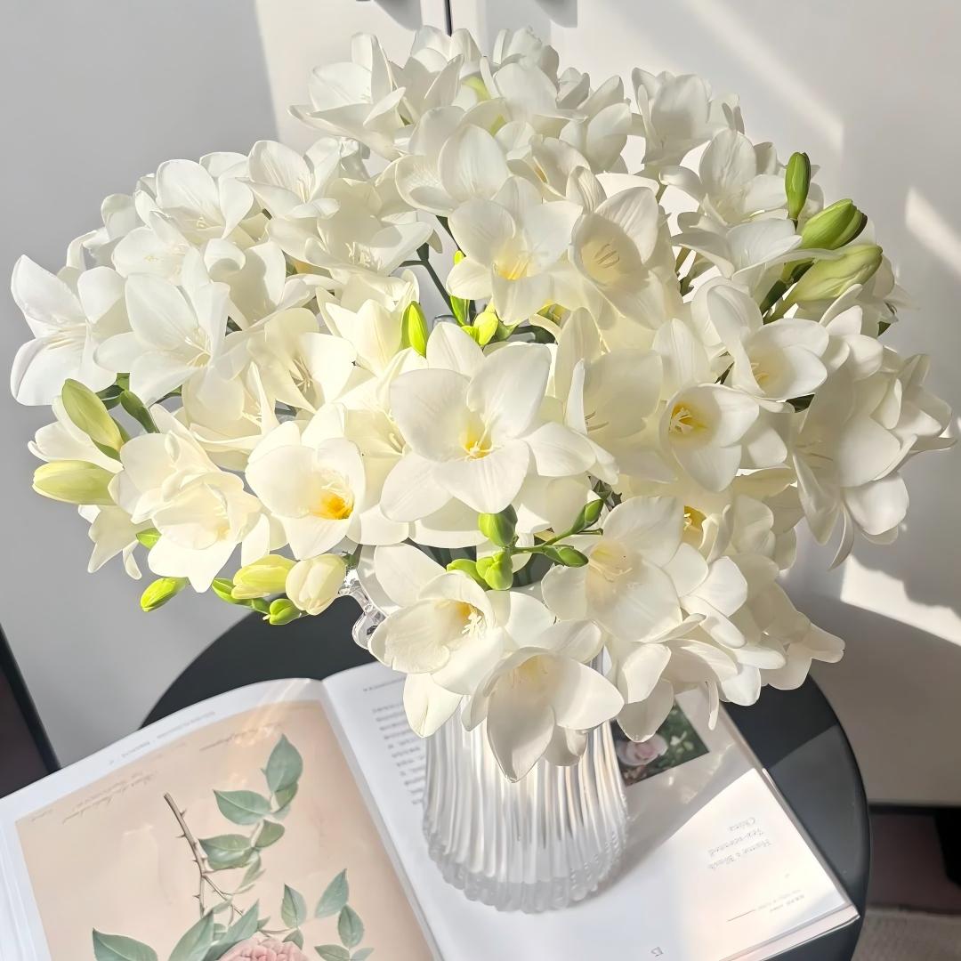 🌷Frézia hagymák - Világhírű illat