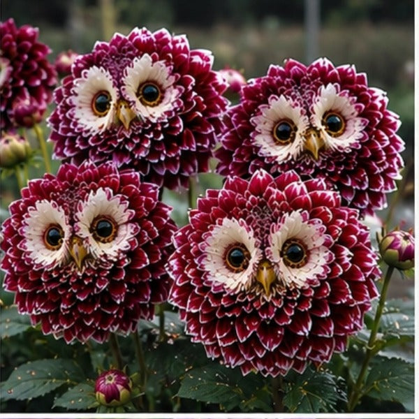 ✨ Varázslatos növények 🦉 Ismerd meg a bagolyszemű dália hagymáit