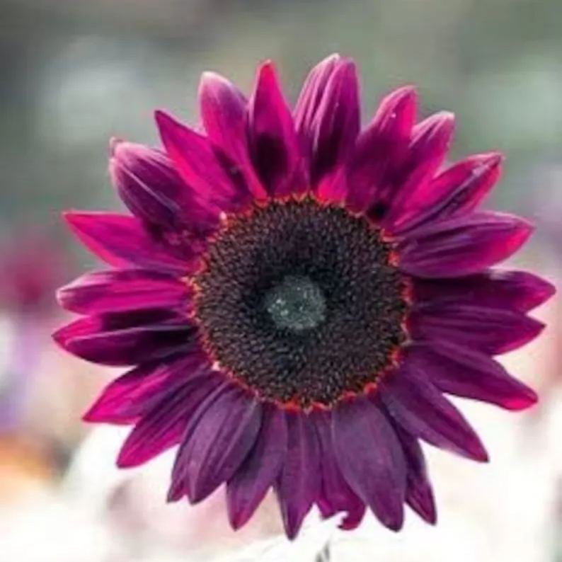 Utolsó 8000 mag💜 Midnight Sun óriás napraforgómagok 🌻 Ritka fajta és 2,4 méternél is magasabbra nő