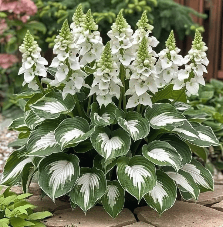 🔥Utolsó akciós nap🔥Ritka prémium hosta magok🌿Árnyéktűrő növény