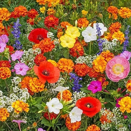 🌸 Egész évben virágzó kert – vess egyszer, és élvezd a színes virágok kavalkádját! 🦋🐝