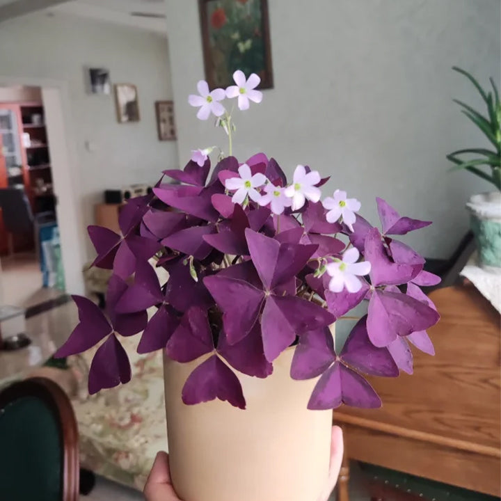 💜Lila szerencse sóska hagymák