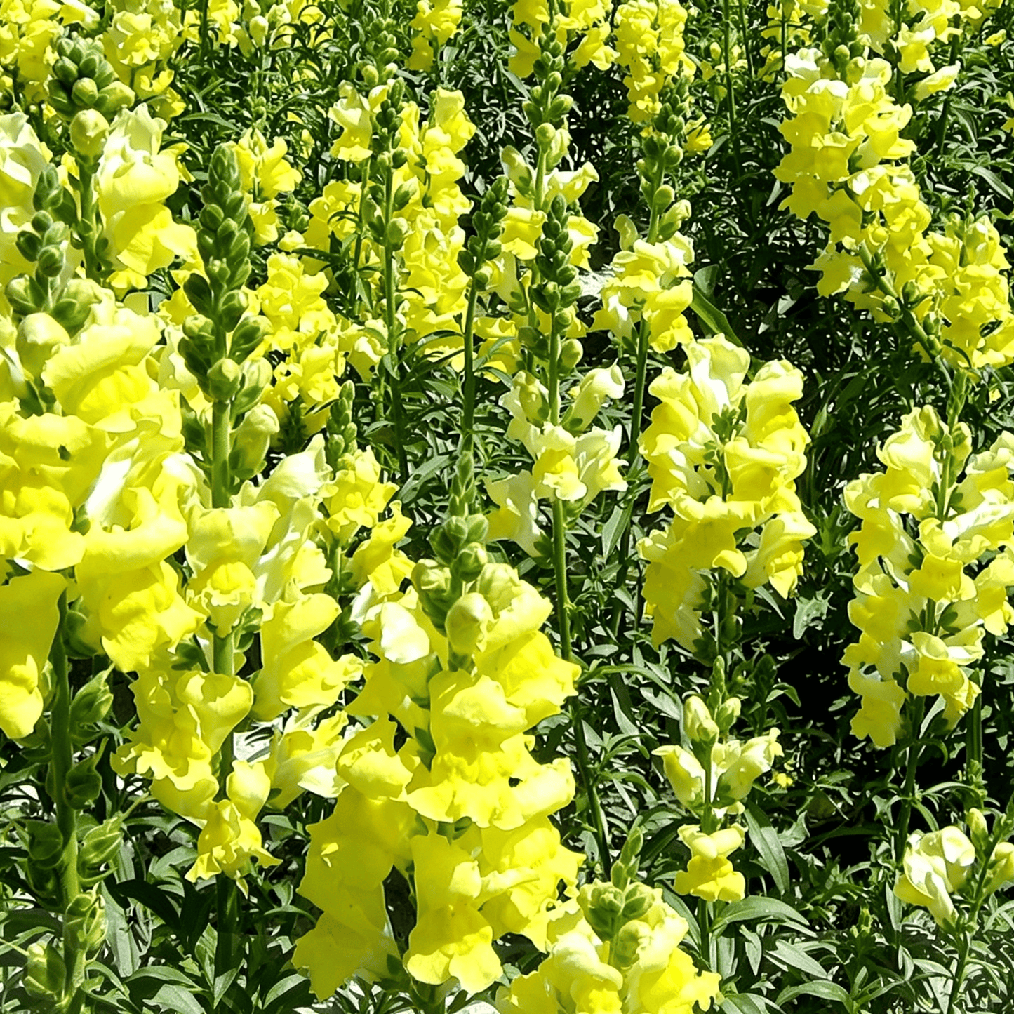 Royal Garden Snapdragon Seeds – Kertészek választása magas, színes vágott virágaihoz 🌸