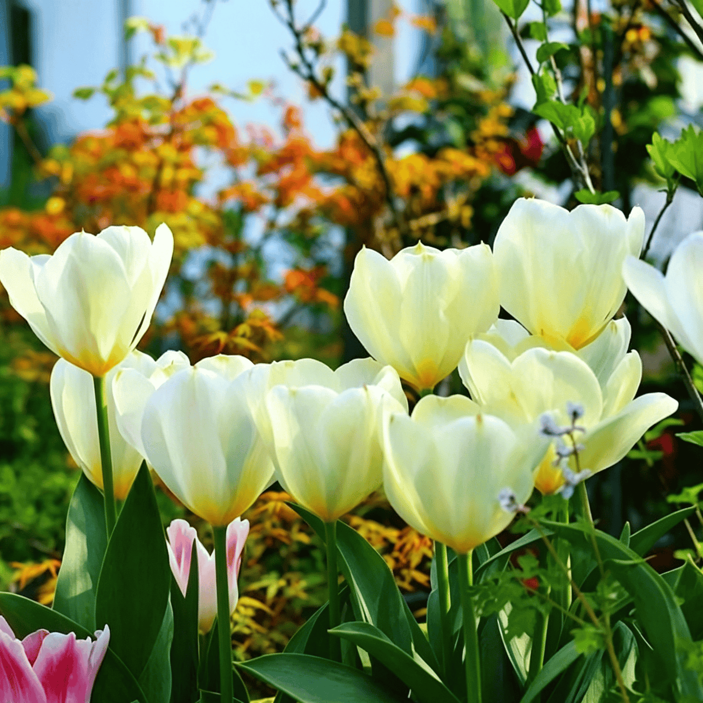 🌷Ritka tulipánmagok – Színes tavaszi virágok cserepekbe, szegélyekbe és kertekbe