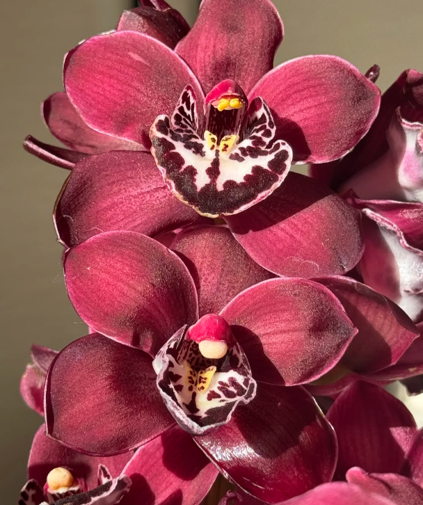 👑 Az orchideák királynője — Tartós Cymbidium hagymák
