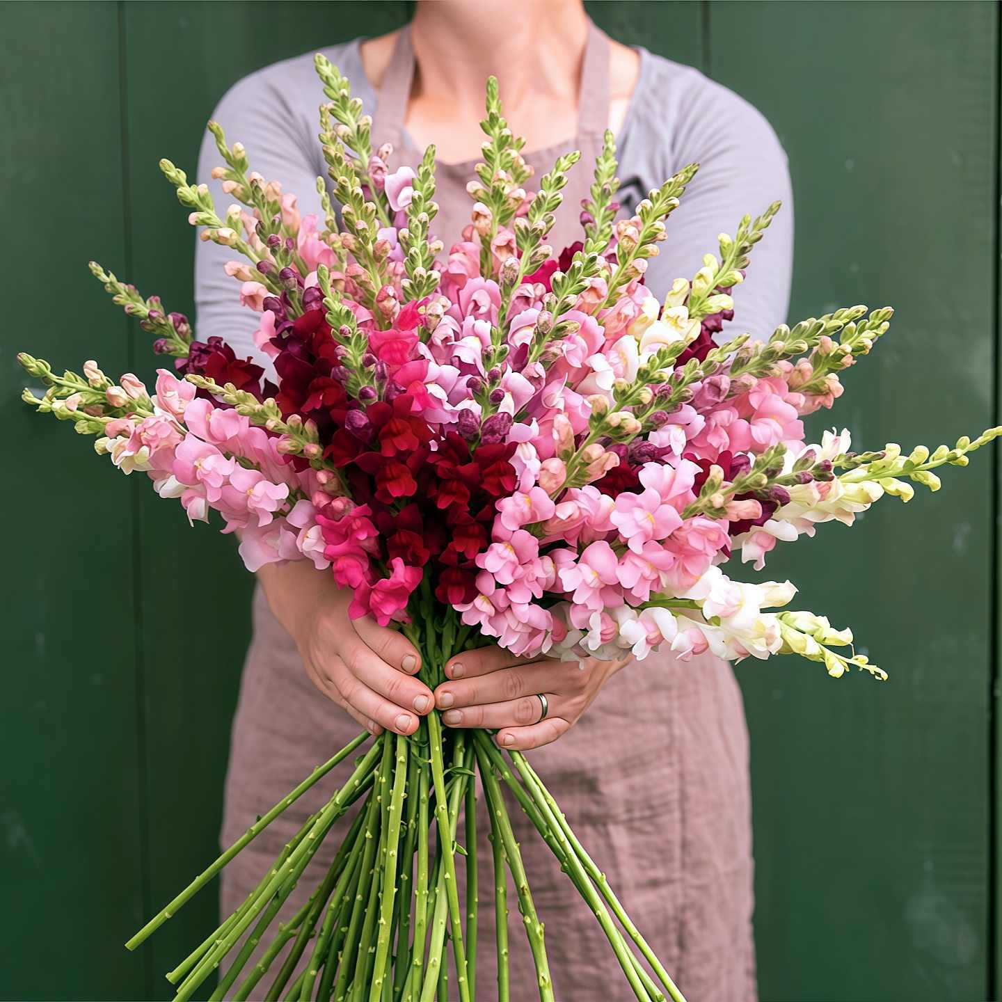 Royal Garden Snapdragon Seeds – Kertészek választása magas, színes vágott virágaihoz 🌸