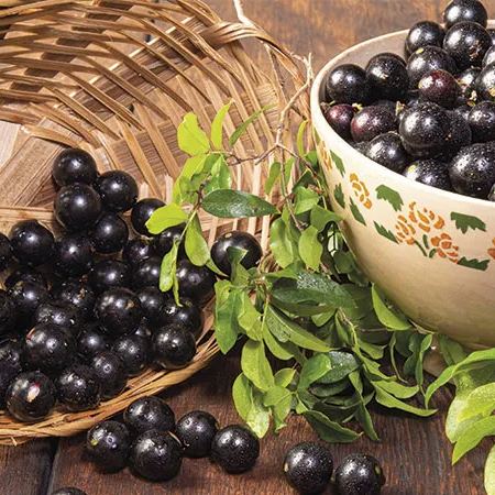 Nasiona winogron Jabuticaba