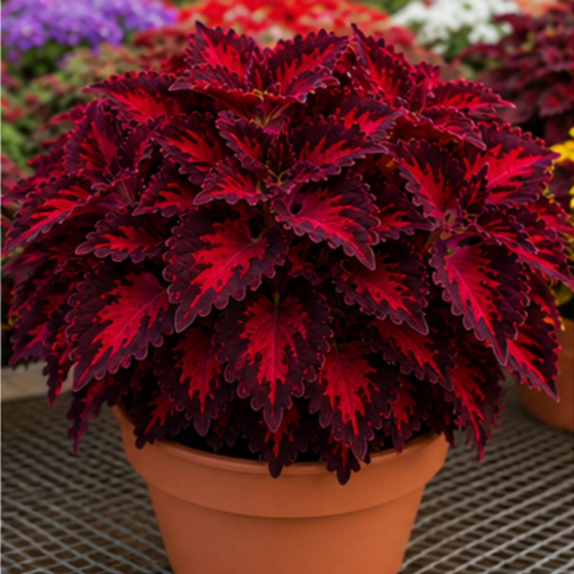 🌿Coleus hagymák🌷 – Töltsd meg kertedet színnel🌈