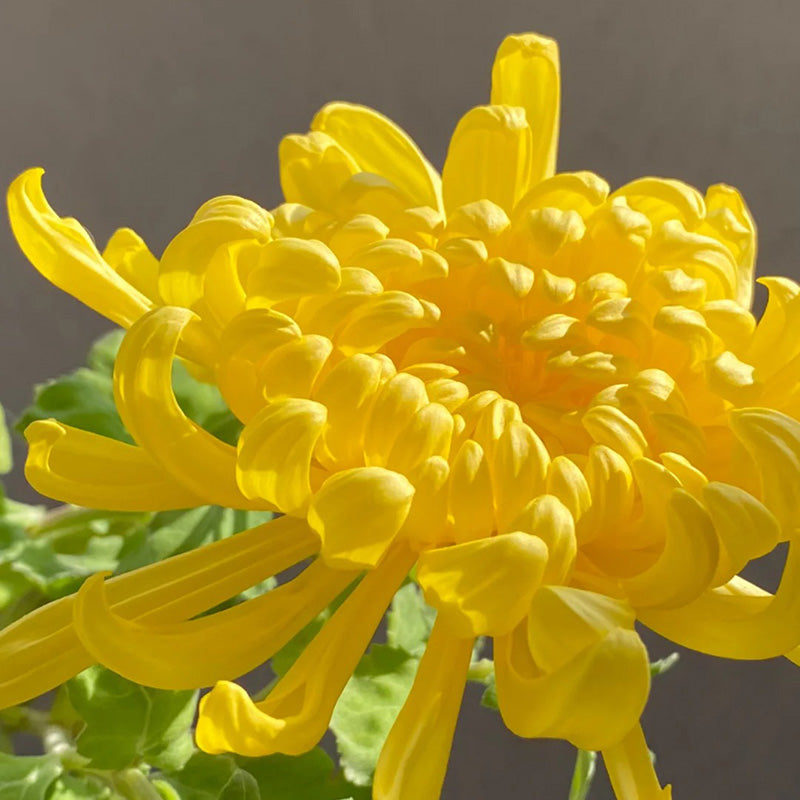 🌺Kwiat Elegancji🌼Gigantyczne Nasiona Chryzantemy