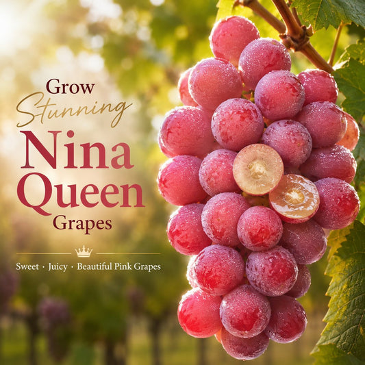 Limitált kiadású új fajta – Queen Nina szőlőmagok édes, lédús kerti termésért 🍇