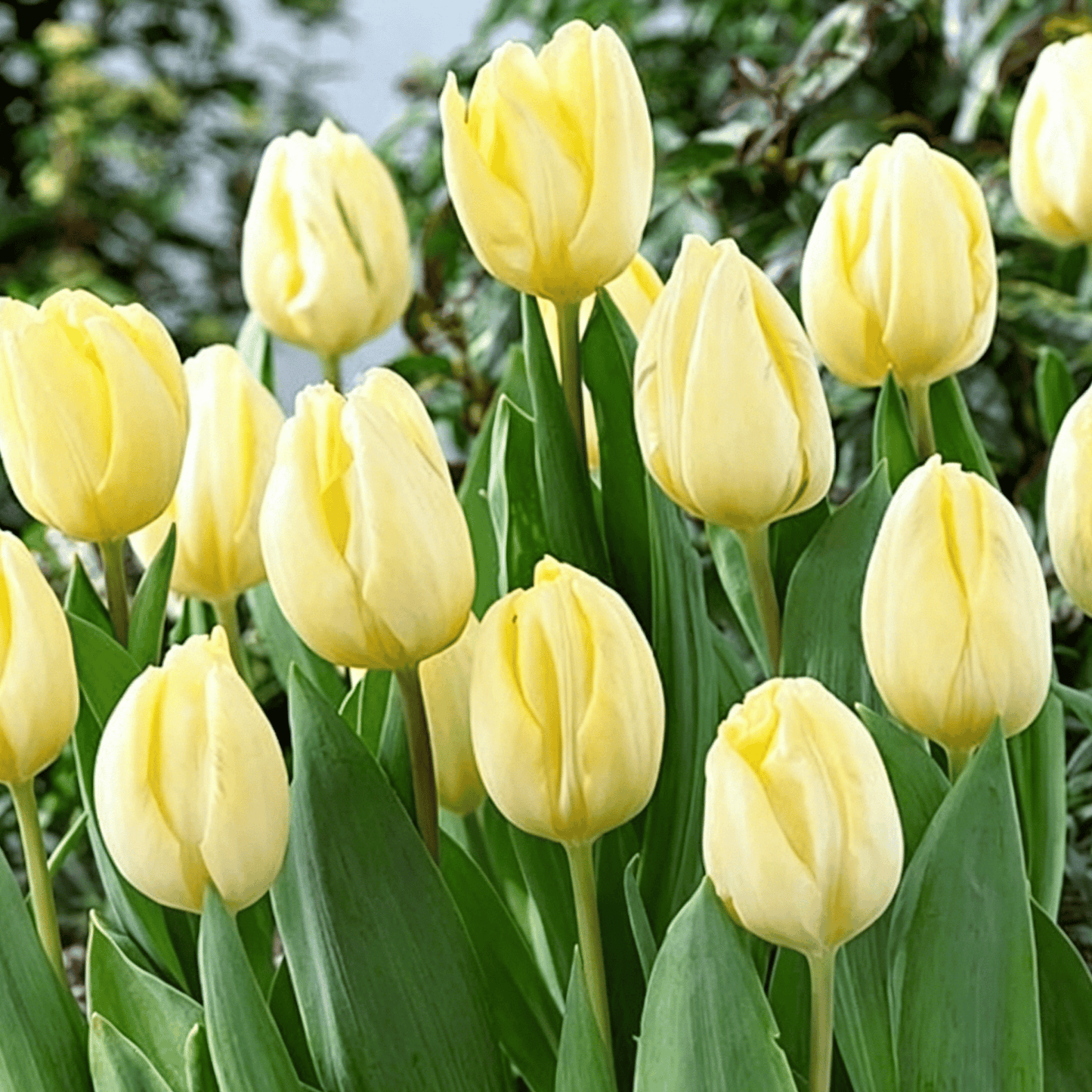 🌷Ritka tulipánmagok – Színes tavaszi virágok cserepekbe, szegélyekbe és kertekbe