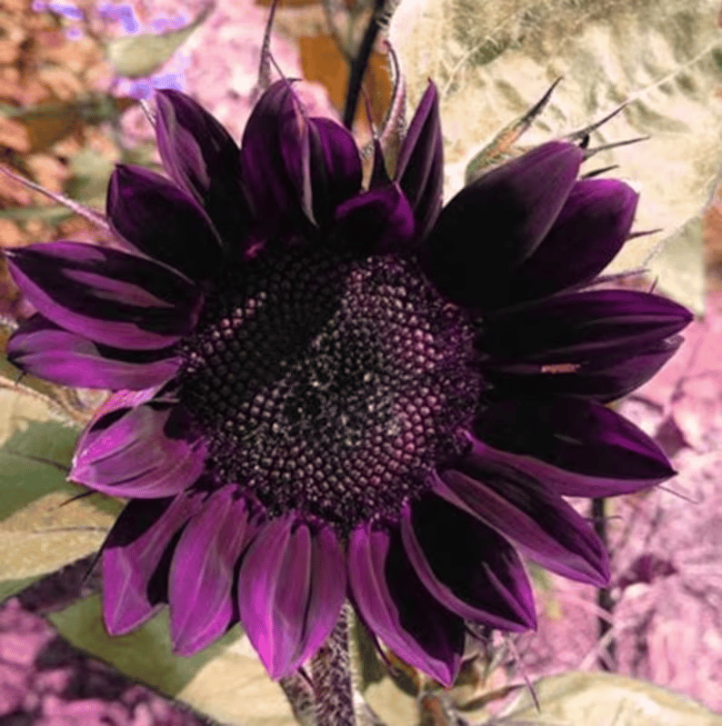 Utolsó 8000 mag💜 Midnight Sun óriás napraforgómagok 🌻 Ritka fajta és 2,4 méternél is magasabbra nő