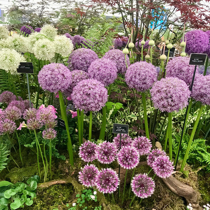 Allium Giganteum díszhagymavirág
