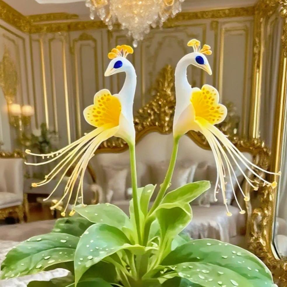 🦚 Páva orchidea