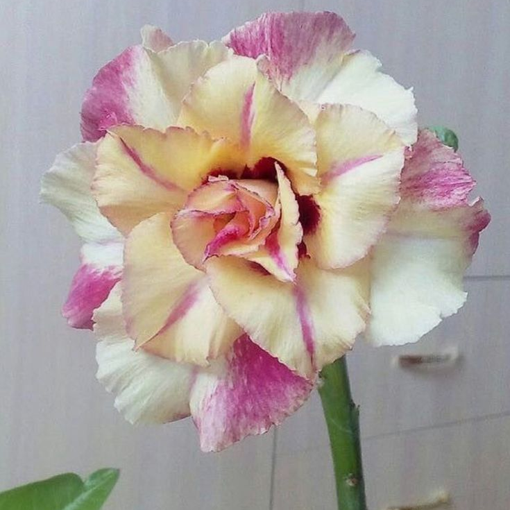 🎁Sivatagi rózsák hagymái🌵Nagyon könnyű gondozni! 🌸Adenium Obesum hagymák