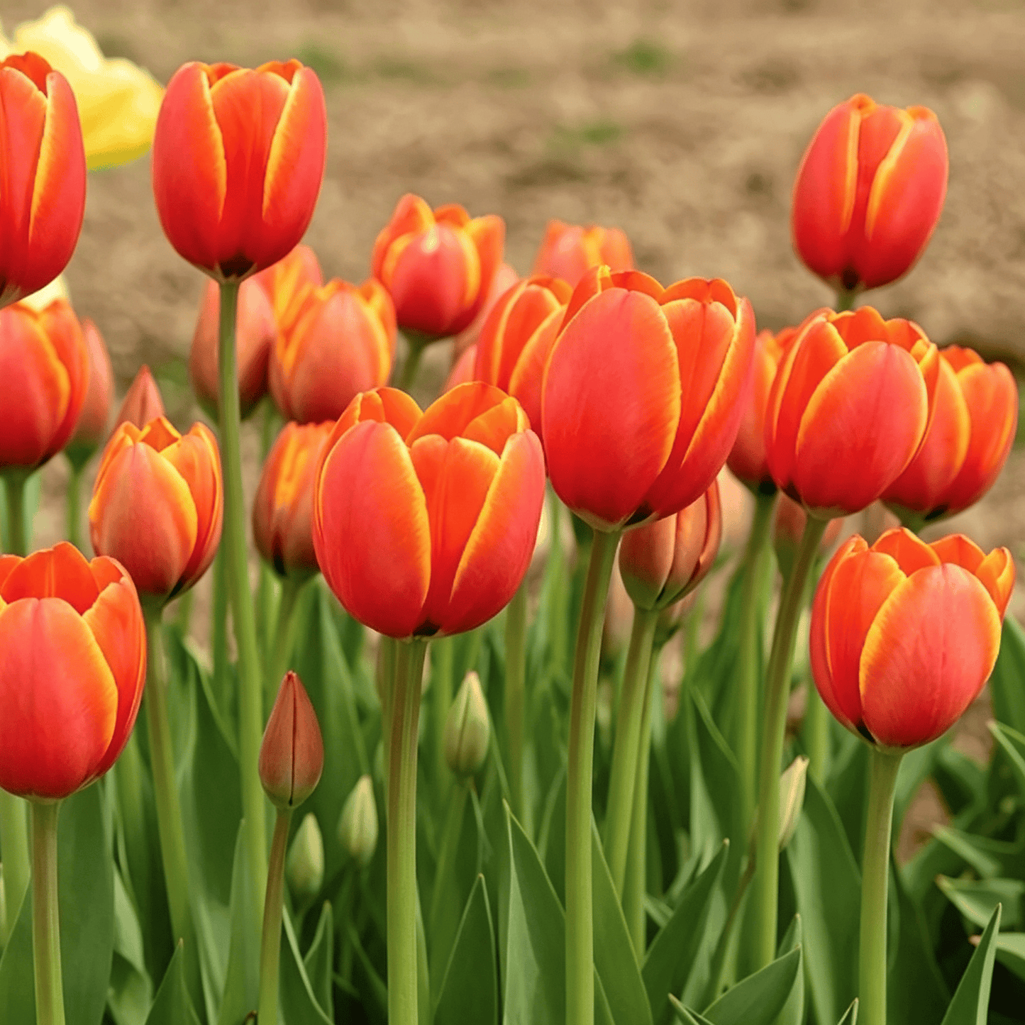 🌷Ritka tulipánmagok – Színes tavaszi virágok cserepekbe, szegélyekbe és kertekbe