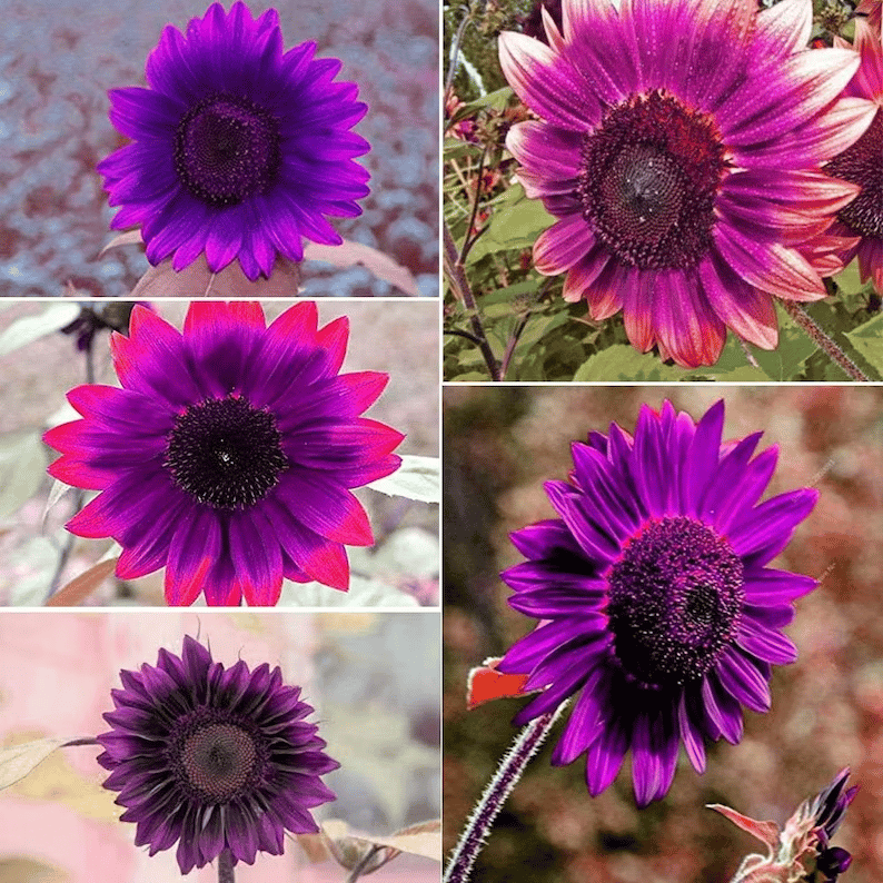 Utolsó 8000 mag💜 Midnight Sun óriás napraforgómagok 🌻 Ritka fajta és 2,4 méternél is magasabbra nő